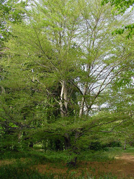 Fagus sylvatica 'Laciniata'