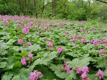 Geranium macrorrhizum