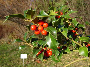 Ilex pernyi