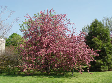 Malus 'Hopa'