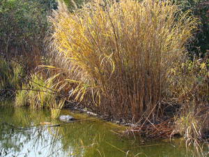 Miscanthus sinensis