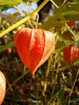 Physalis alkekengi