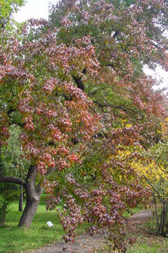 Pyrus betulifolia