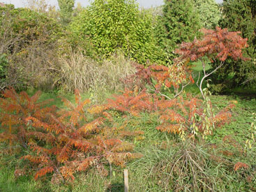 Rhus glabra 'Laciniata'