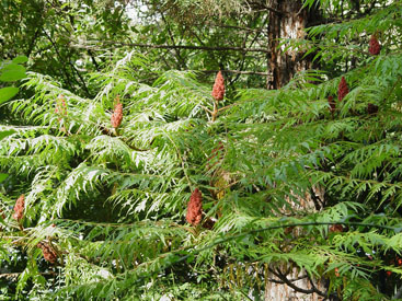 Rhus typhina 'Dissecta'