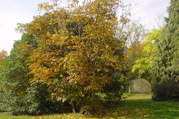 Rhus verniciflua