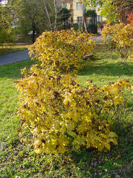Rosa rugosa