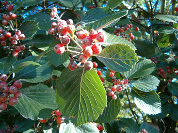 Sorbus aria