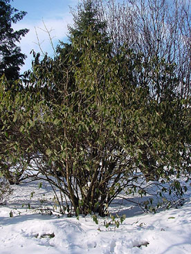 Viburnum rhytidophyllum