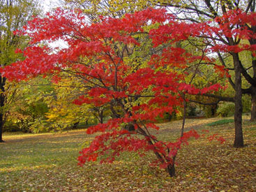 Acer palmatum