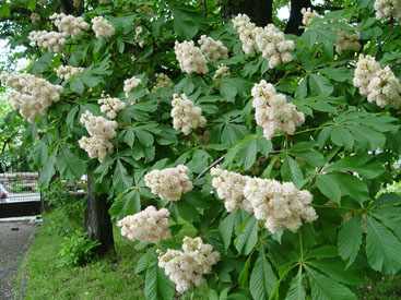 Aesculus hippocastanum 'Baumannii'