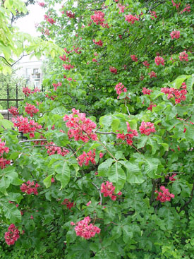 Aesculus x carnea 'Briotii'