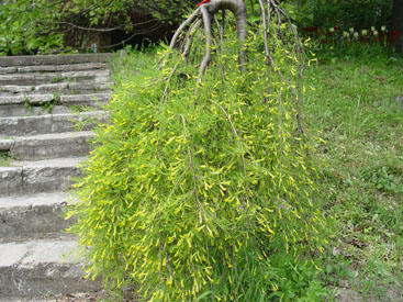 Caragana arborescens 'Walker'