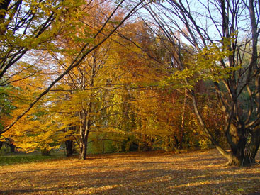 Carpinus betulus 'Heterophylla'