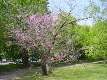 Cercis canadensis