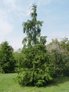 Chamaecyparis lawsoniana 'Tekeres'