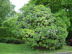 Crataegus monogyna 'Compacta'