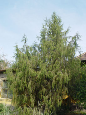 Cupressus funebris