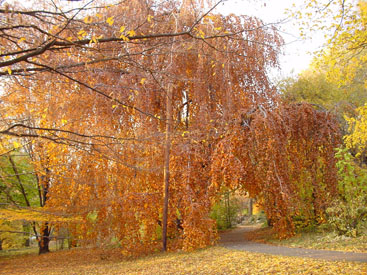 Fagus sylvatica 'Pendula'