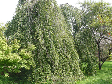 Fagus sylvatica 'Pendula'