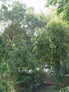 Fraxinus excelsior 'Pendula'