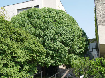 Fraxinus ornus 'Mecsek'