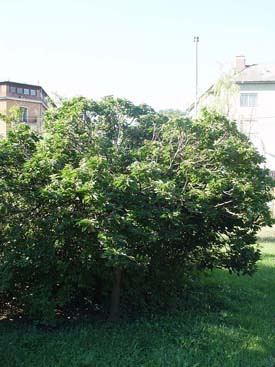 Morus alba 'Fegyvernekiana'