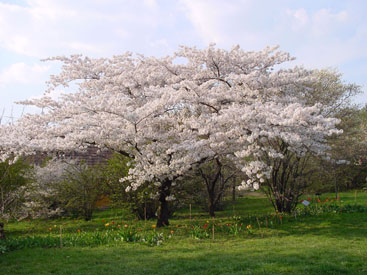 Prunus × yedoënsis