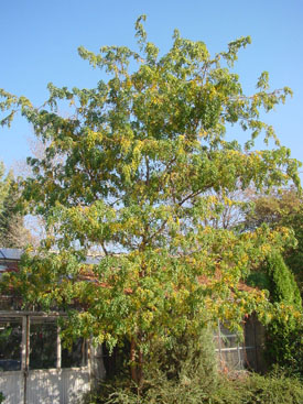 Robinia pseudoacacia 'Lace Lady'