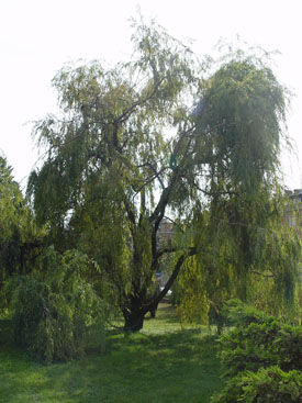 Salix babylonica