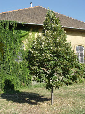 Tilia 'Sterling Silver'