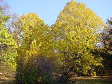 Tilia tomentosa 'Szeleste'