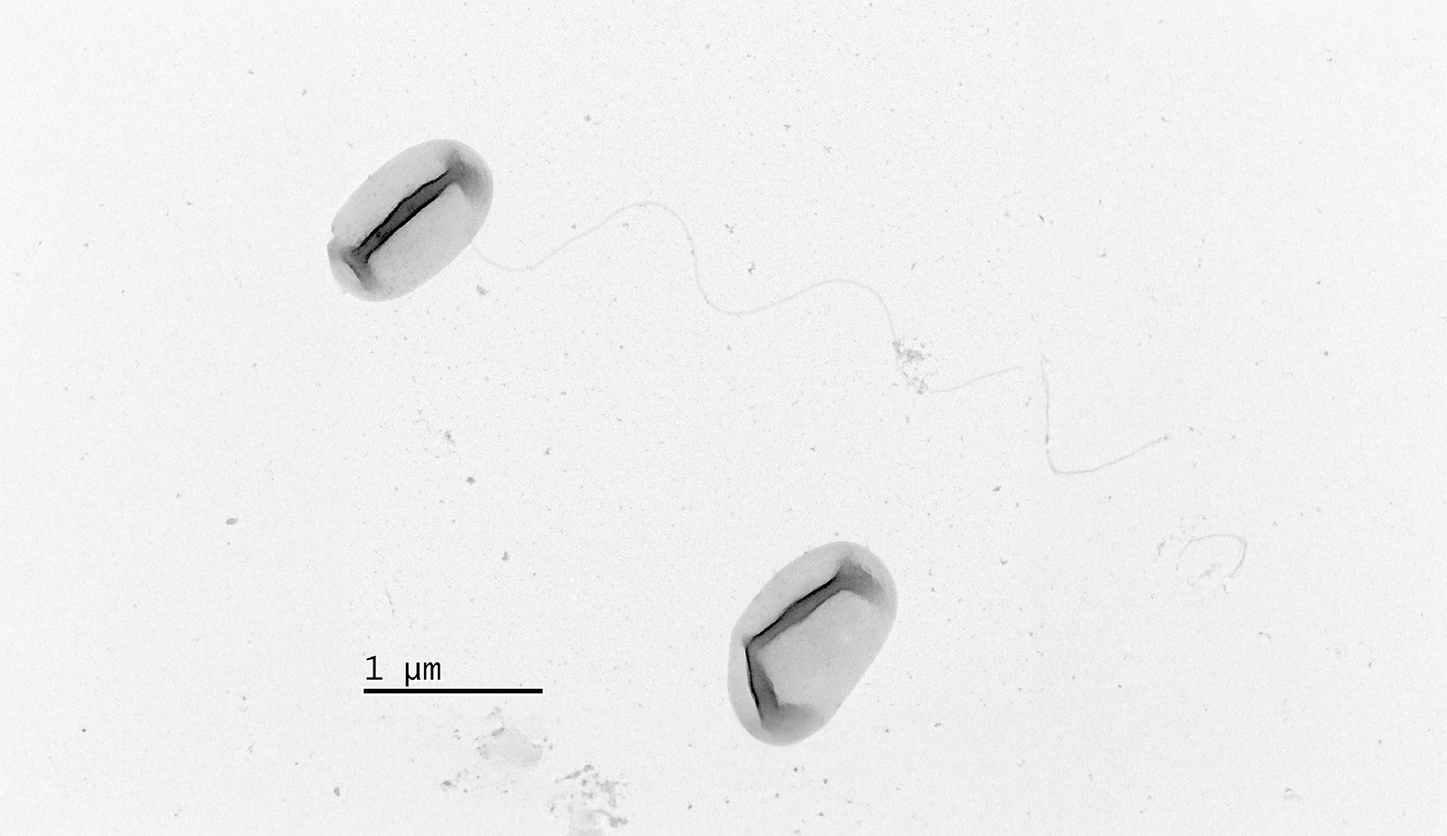 Új, szén-monoxid-lebontásra képes baktériumfajt írtak le a MATE kutatói