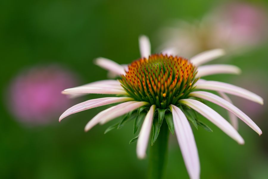 kasvirág (Echinacea)