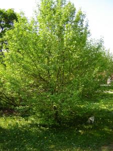 Budai Arborétum