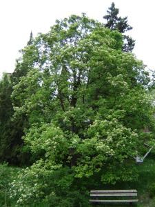 Budai Arborétum