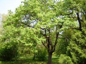 Budai Arborétum