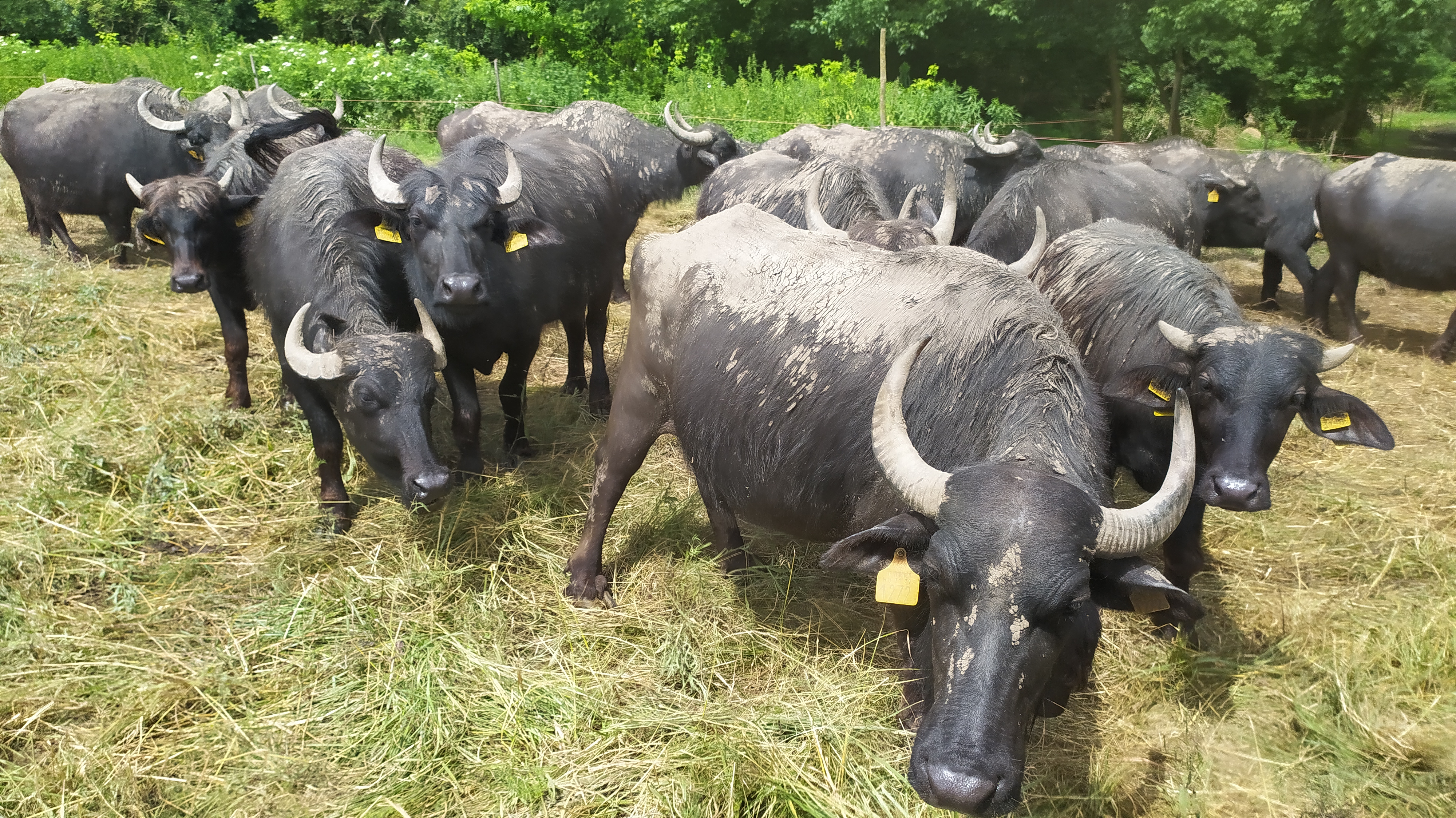 Grazing and livestock