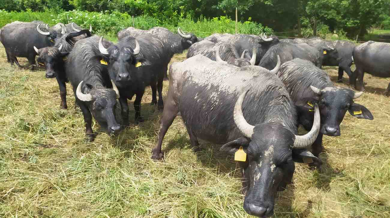 Grazing and livestock