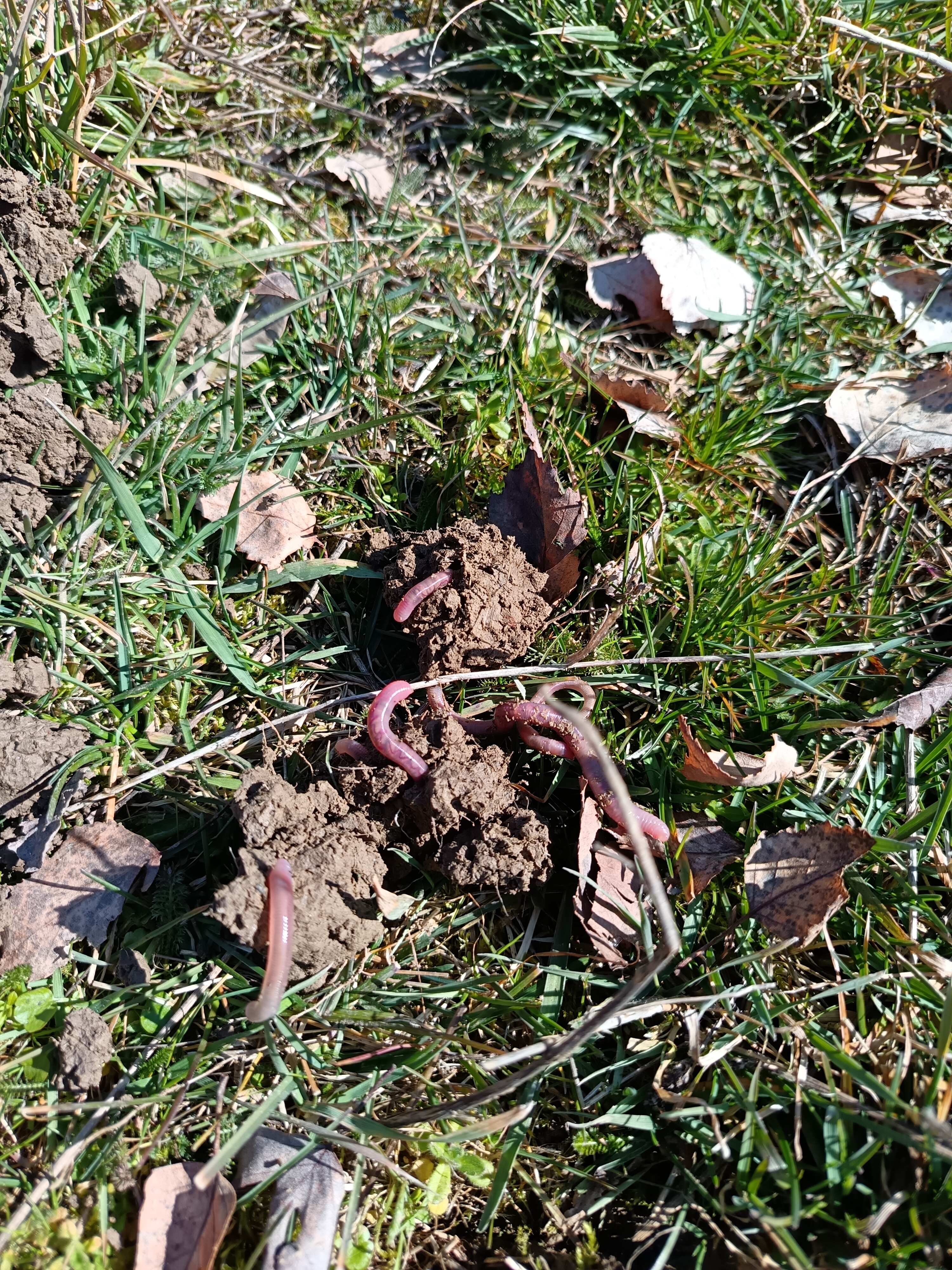 Soil and earthworm assessment